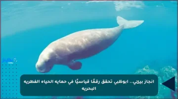 إنجاز بيئي.. أبوظبي تحقق رقمًا قياسيًا في حماية الحياة الفطرية البحرية